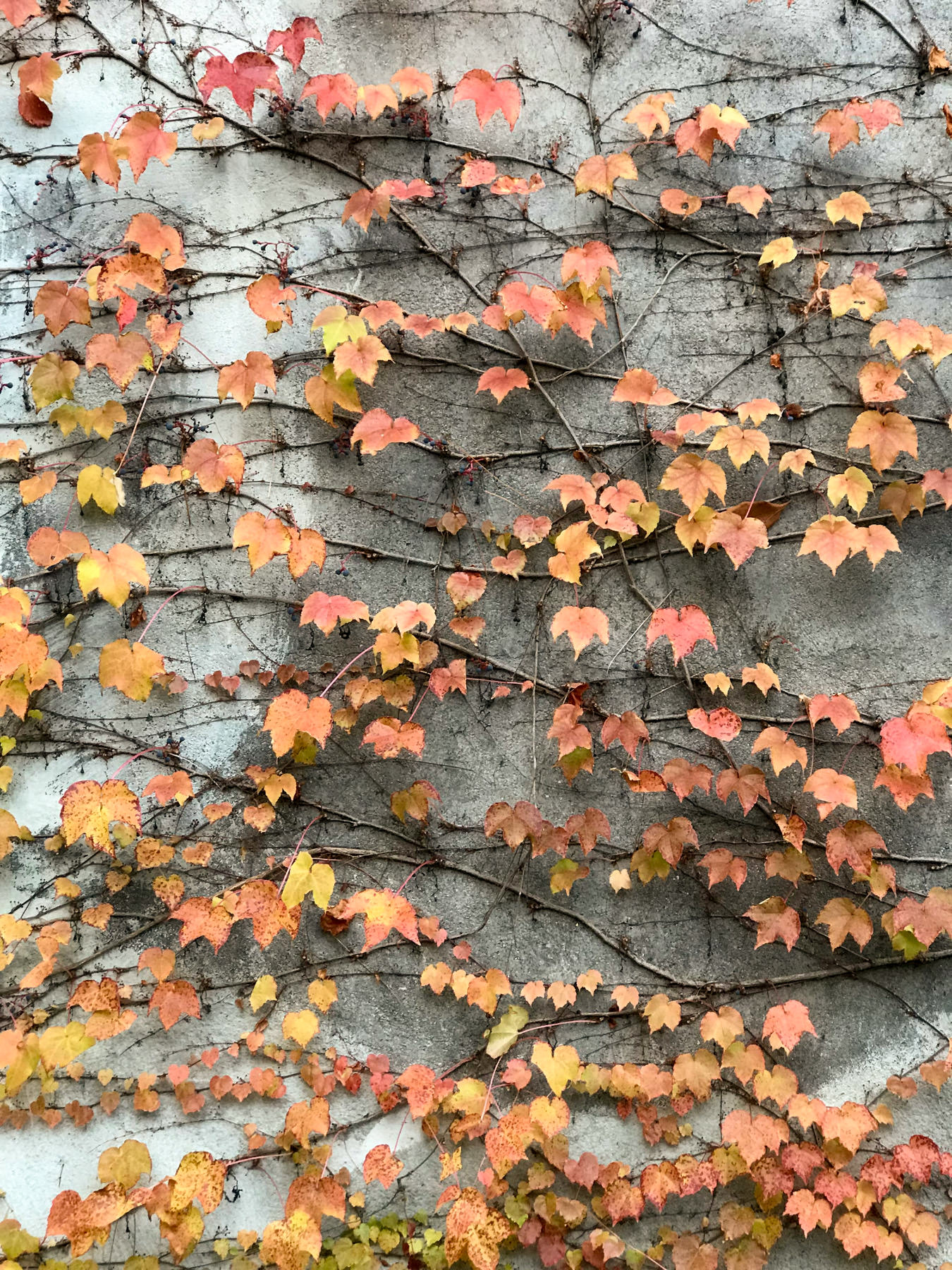 Podcast - In the Classroom - Episode 17: Trying Something Different This Back-to-School Night - back-to-school night ideas