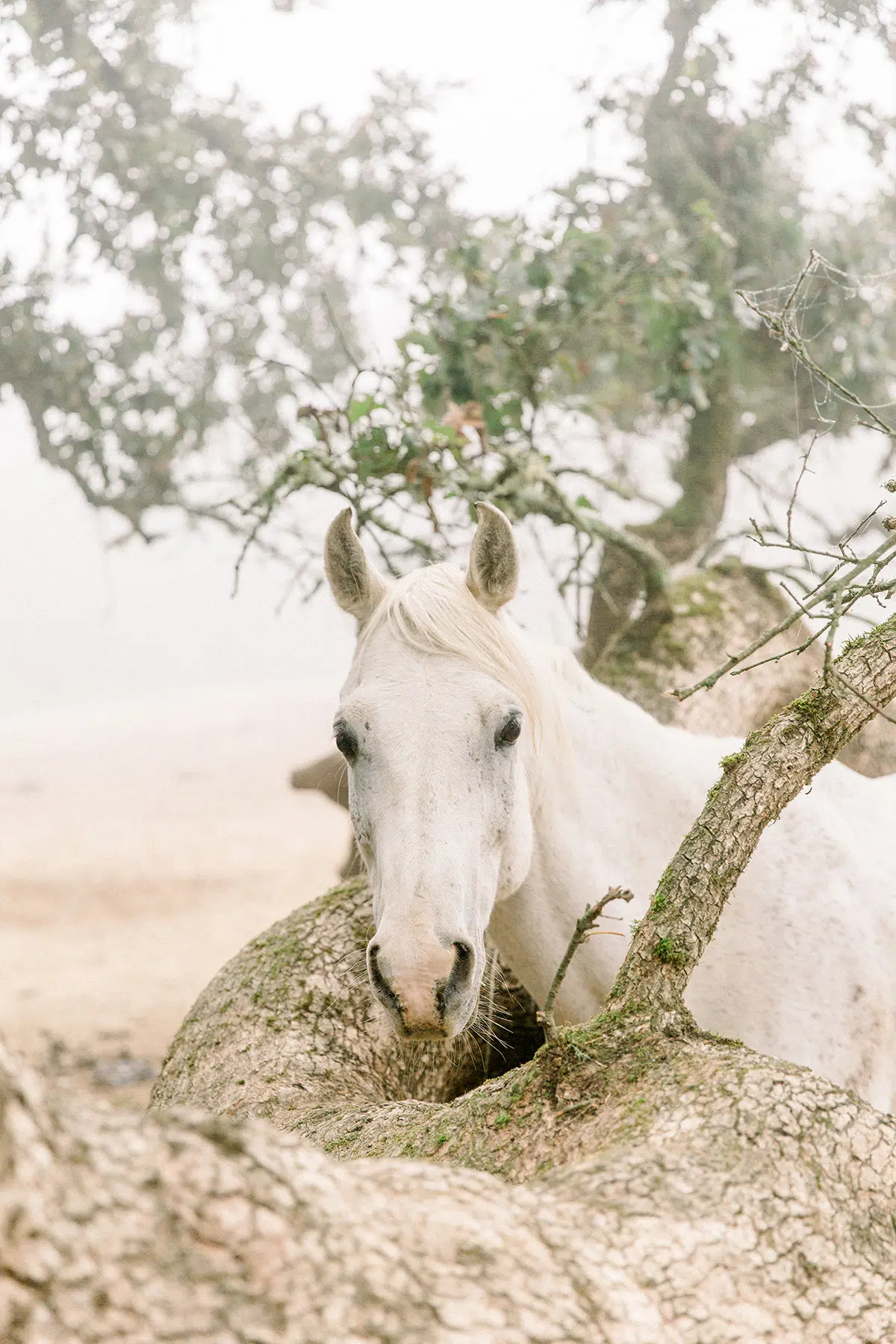 First Chapter Friday: 5 YA Fairy Tale Books We Love