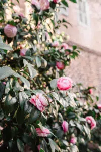Damasked roses