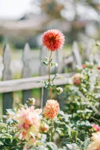 From "The History Teacher": "He gathered up his notes and walked home / past flower beds and white picket fences" (18-19).