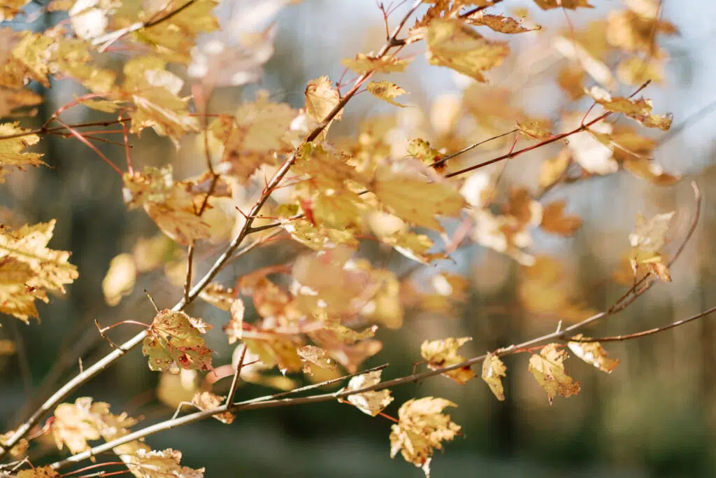 Autumn leaves on a tree.